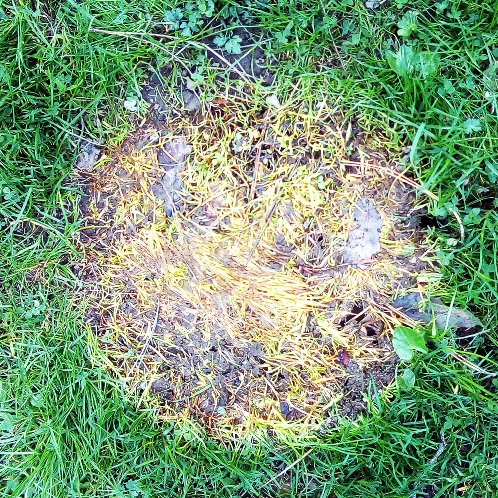 Vegetation Circle